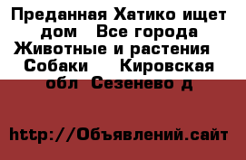 Преданная Хатико ищет дом - Все города Животные и растения » Собаки   . Кировская обл.,Сезенево д.